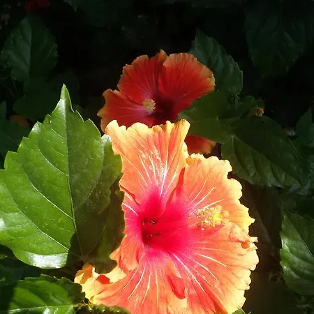 فندق مبيت وإفطار Casa Per Ferie Cardinal G. Guarino